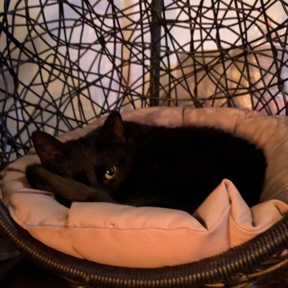 Meet your Posher, Kailey - Picture 1 of 1